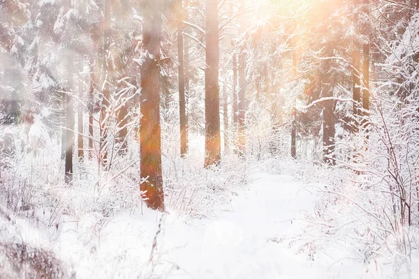 Vinterlandskap. Skog under snön. Vinter i parken. — Stockfoto