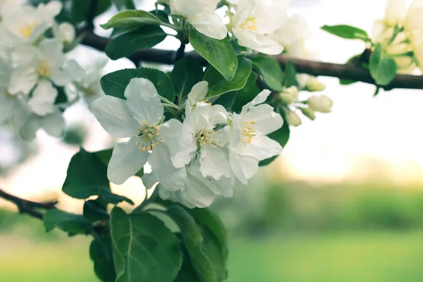 Blume Apfelbaum Sonnenuntergang Makro — Stockfoto