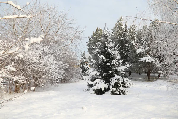 Γουίντερ Παρκ. Τοπίο σε χιονισμένο καιρό. Ιανουάριος. — Φωτογραφία Αρχείου