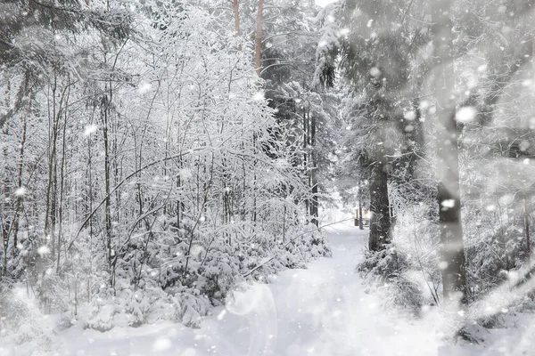 Winterlandschaft. Wald unter dem Schnee. Winter im Park. — Stockfoto