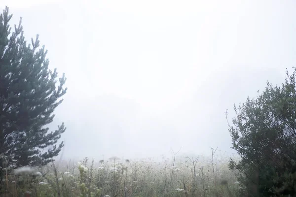 Fog in the field. Evening nature summer with white fog. — Stock Photo, Image