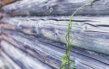 Yatay yaz mevsimindeyiz. Yeşil ağaç ve otların arasında kırsal arazi