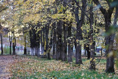 Çocuklar oyun bahçesinde oynuyorlar.