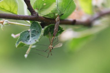 Böcekler bitkilerden tedavisinde