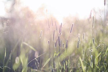 Yatay yaz mevsimindeyiz. Yeşil ağaç ve otların arasında kırsal arazi