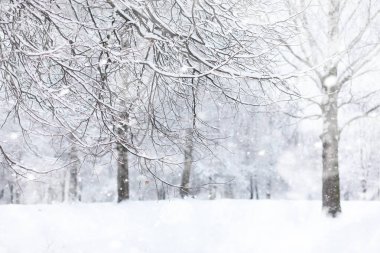 Kış manzarası. Karların altındaki orman. Parkta kış.
