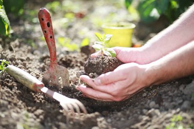 Eller yere iniş için küçük Fideler