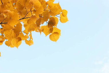 Açık mavi gökyüzünde sarı sonbahar yaprakları