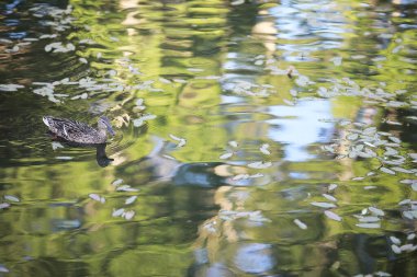 Gölet içinde küçük bir su kuşu. Bahar parkında civciv ile ördekler.
