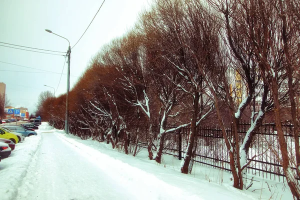 Winter Rustikale Straße Mit Schneebedeckten Bäumen — Stockfoto