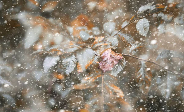 初雪の秋の公園 — ストック写真