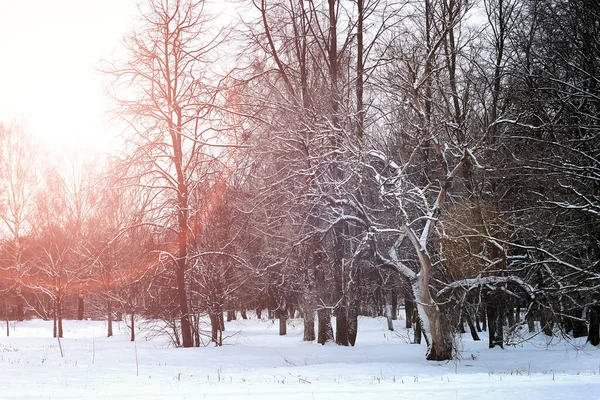 Ηλιοβασίλεμα τοπίο χειμερινά δέντρα πάρκο — Φωτογραφία Αρχείου