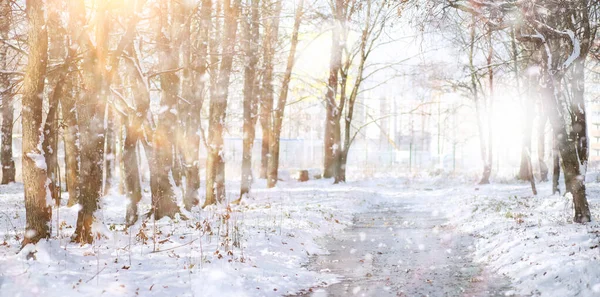 Winter Park. Landscape in snowy weather. January. — ストック写真