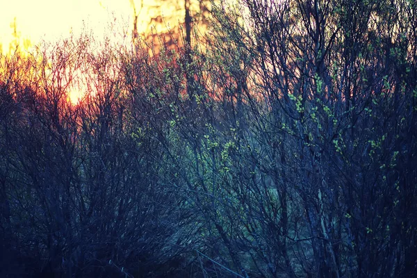 Zonsondergang plant tak zomer — Stockfoto