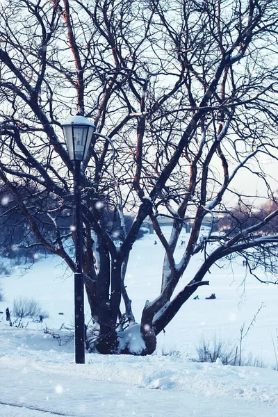 Luz de invierno calle y árbol —  Fotos de Stock