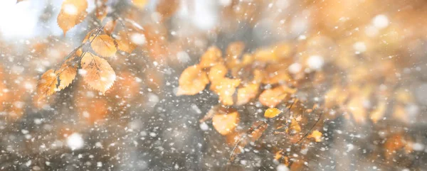 Bakgrunden hösten park i den första snön — Stockfoto