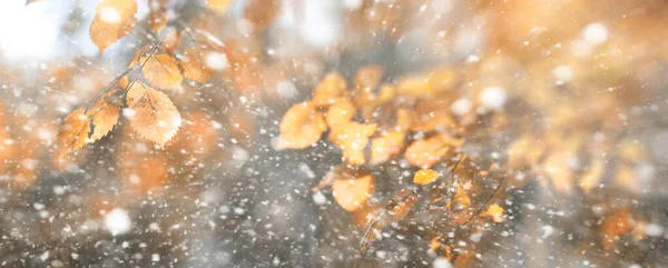 Parco autunnale sullo sfondo nella prima neve — Foto Stock