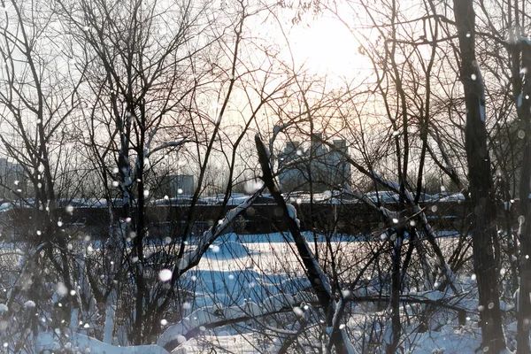 Krajobraz śnieg trawa makro drzewo zima — Zdjęcie stockowe
