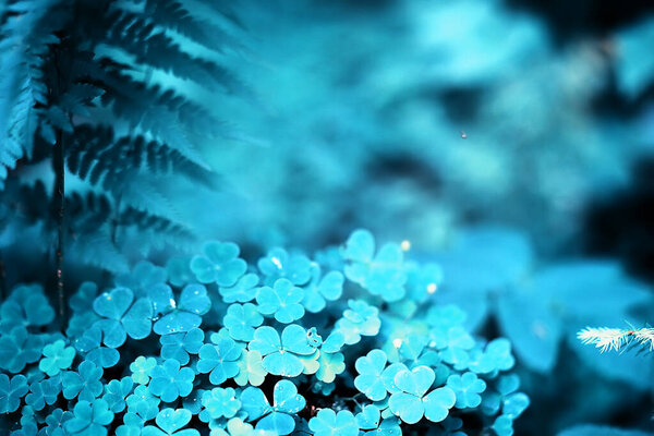 Background from plant clover four leaf. Irish traditional symbol