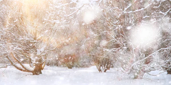 Winter Park. Paysage par temps neigeux. Janvier . — Photo