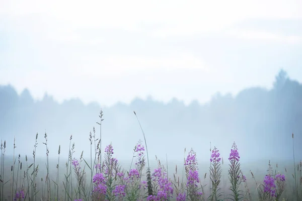 Mist in het veld. Avond natuur zomer met witte mist. — Stockfoto