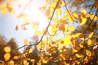 Parkta sonbahar arka plan