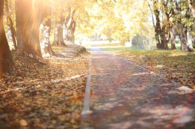 Parkta sonbahar arka plan