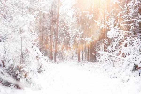 Vinterlandskap. Skog under snön. Vinter i parken. — Stockfoto