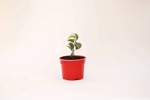 Planta en maceta en un trasplante y cuidado — Foto de Stock
