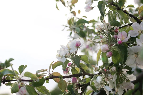 Pommier à fleurs blanc vif — Photo