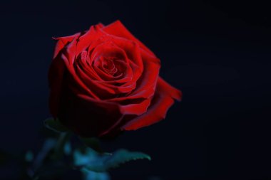 Bir buket taze çiçek. Sevdiğine bayram hediyesi. Sevgililer Günü arkaplanı. Gül, lale, Iris çiçek aranjmanı.