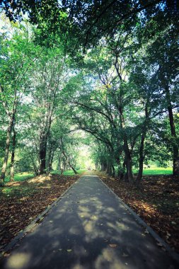 Parlak bahar, şafakta ormanda yeşilleniyor. Doğa ilkbaharın başlarında canlanır..