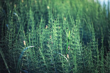 Parlak bahar, şafakta ormanda yeşilleniyor. Doğa ilkbaharın başlarında canlanır..