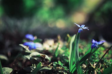 Parlak bahar, şafakta ormanda yeşilleniyor. Doğa ilkbaharın başlarında canlanır..