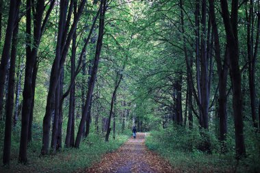 Parlak bahar, şafakta ormanda yeşilleniyor. Doğa ilkbaharın başlarında canlanır..