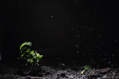 Yerde yeşil filiz var. Bahar konsepti Tohumlar toprağa. Doğayı güncellemek bir fikirdir. Eller yere filizlenir.