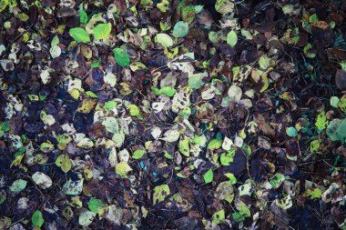 Parlak bahar, şafakta ormanda yeşilleniyor. Doğa ilkbaharın başlarında canlanır..