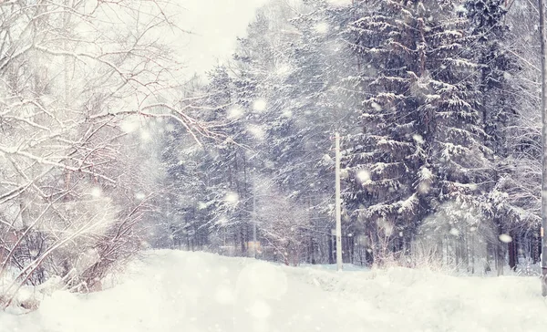 Vinterskogens Landskap Höga Träd Snötäcket Januari Frostiga Dag Parken — Stockfoto