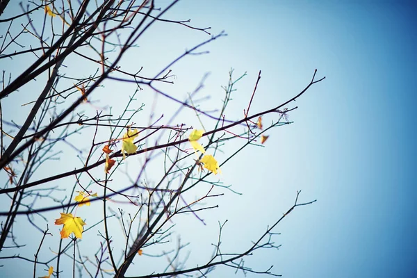 Helles Frühlingsgrün Der Morgendämmerung Wald Die Natur Erwacht Zeitigen Frühling — Stockfoto