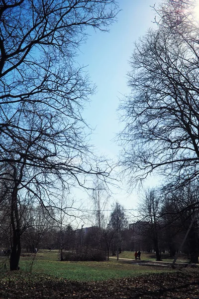 Jasna Wiosenna Zieleń Świcie Lesie Natura Ożywa Wczesną Wiosną — Zdjęcie stockowe