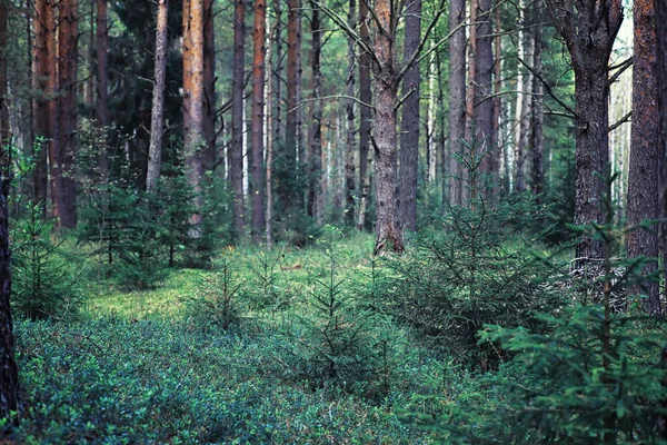 Verdes Brillantes Primavera Amanecer Bosque Naturaleza Cobra Vida Principios Primavera — Foto de Stock