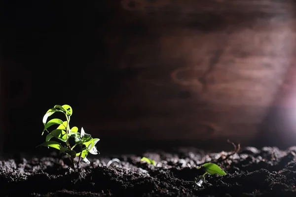 Green sprout on the ground. Spring concept. Seedlings in ground. Updating nature is an idea. Hands plant a sprout in the ground.