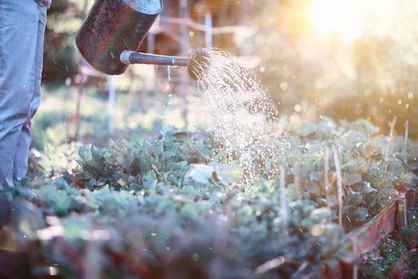 Seorang Petani Menyirami Kebun Sayuran Malam Hari Saat Matahari Terbenam — Stok Foto