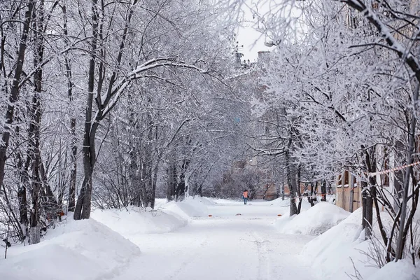 Winterliche Waldlandschaft Hohe Bäume Unter Einer Schneedecke Frosttag Januar Park — Stockfoto