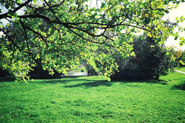 Vert Printanier Lumineux Aube Dans Forêt Nature Prend Vie Début — Photo