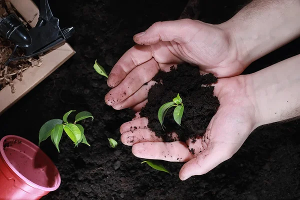 Green sprout on the ground. Spring concept. Seedlings in ground. Updating nature is an idea. Hands plant a sprout in the ground.