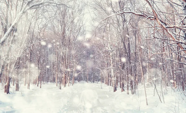 Vinterskogens Landskap Höga Träd Snötäcket Januari Frostiga Dag Parken — Stockfoto