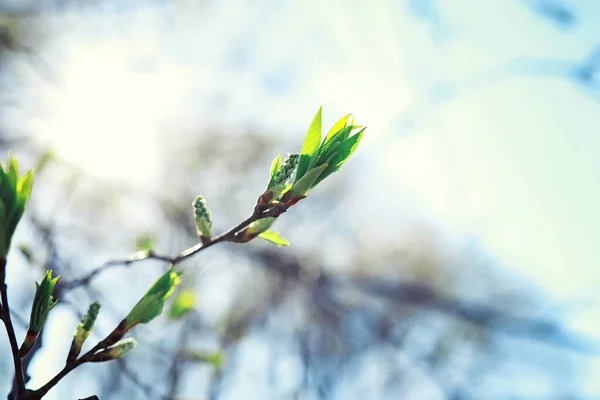 Helles Frühlingsgrün Der Morgendämmerung Wald Die Natur Erwacht Zeitigen Frühling — Stockfoto