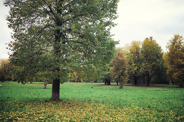 Jasna Wiosenna Zieleń Świcie Lesie Natura Ożywa Wczesną Wiosną — Zdjęcie stockowe