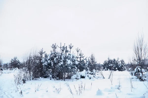 Paisagem Florestal Inverno Árvores Altas Sob Cobertura Neve Janeiro Dia — Fotografia de Stock